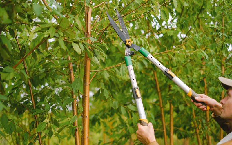 Tree trimming in Cotulla, TX